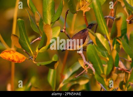 Gerygone à ventre doré (Gerygone sulfurea) adulte, perchée dans la mangrove, Thaïlande Banque D'Images