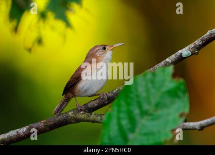 Southern House Wren (Troglodytes musculus mesoleucus) adulte, perchée sur la branche, Fond Doux Plantation, St. Lucia, Îles du vent, Petites Antilles Banque D'Images