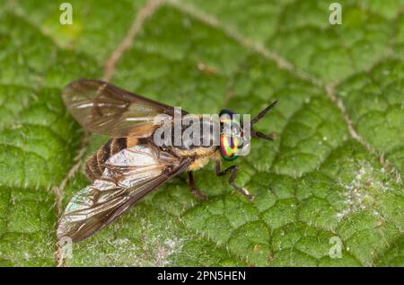 Horsefly, Horseflies (Tabanidae), Other animals, Insects, Animals, Square-spot Deerfly (Chrysops viduatus) adult female, resting on France Banque D'Images