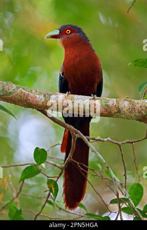 Malkoha (Phaenicophaeus curvirostris singularis) adulte, perché sur la branche, Taman Negara N. P. Titiwangsa Mountains, Malay Banque D'Images