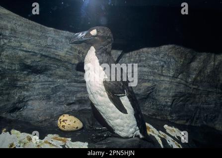 Grand grand grand spécimen monté auk (Pinguinus impennis) avec oeuf, Booth Museum, Brighton, Sussex, Angleterre, Grande-Bretagne Banque D'Images