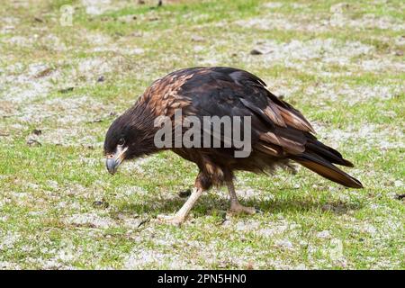 Caracara striée rayée (Phalcoboenus australis) adulte, marchant sur le sol, île de West point, îles Falkland Banque D'Images