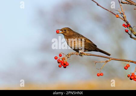 Blackbird, Blackbird, Blackbirds (Turdus merula), Blackbirds, Songbirds, Animaux, oiseaux, Blackbird européen adulte femelle, se nourrissant sur rowan européen Banque D'Images