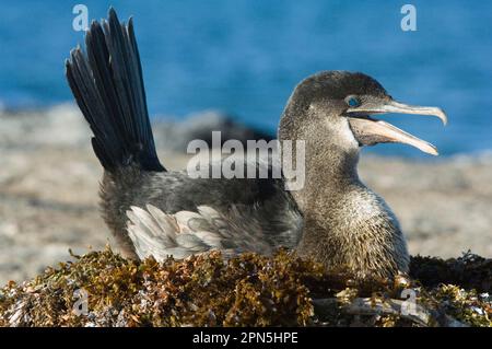 Cormoran sans vol (Nannopterum harrasi), femelle adulte, assis sur le nid, Punta Espinosa, île Fernandina, Îles Galapagos Banque D'Images