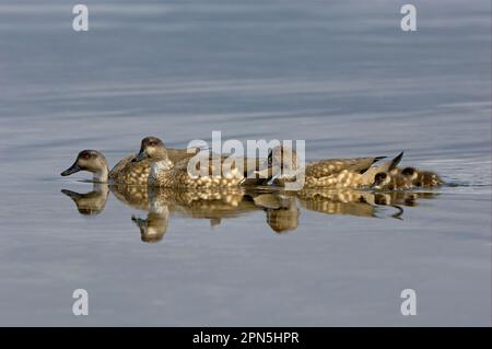 Canard à crête patagonienne (Lophonetta spécularioides), Canard à crête patagonienne, Canard à crête, Canards à crête, endémique, Canards, oiseaux d'oie, animaux Banque D'Images