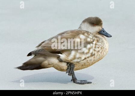 Falklans de l'Ouest, Canard à crête patagonienne (Lophonetta spécularioides), Canard à crête patagonienne, Canard à crête, Canards à crête, endémique, Canards, oies Banque D'Images