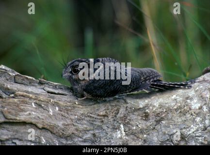 Owlet-nighjar australien (Aegotheles cristatus), hirondelle d'arbre, animaux, oiseaux, Owlet Nightjar vue latérale, sur le vieux bois Banque D'Images