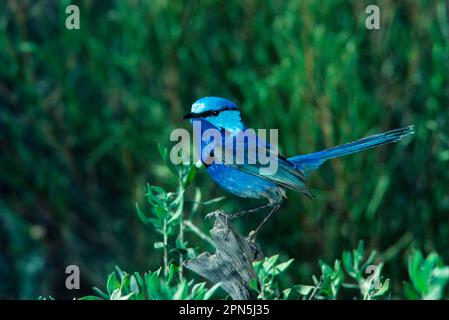 Mélanotus, magnifique fairywren (Malurus splendens), SURUS Turquoise Wren, oiseaux chanteurs, animaux, oiseaux Banque D'Images