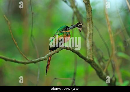 Jacamar à queue rufée (Galbula ruficauda) femelle adulte, avec une proie papillon dans le bec, perchée sur la branche, Trinité-et-Tobago Banque D'Images