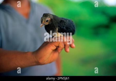 Les poussins Maleo (Macrocephalon maleo), à la main d'un foreur, les sites de nidification de Tambun Maleo, Sulawesi, Indonésie Banque D'Images