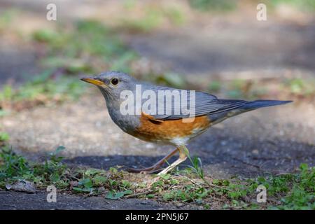 Grive à dos gris (Turdus hortulorum) adulte mâle, debout au sol, Shek Kong, New Territories, Hong Kong, Chine Banque D'Images