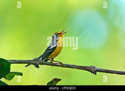 Paruline de Sainte-Lucie (Setophaga delicata) adulte, chant, perchée sur la branche, Plantation de fond doux, St. Lucia, Îles du vent, Petites Antilles Banque D'Images