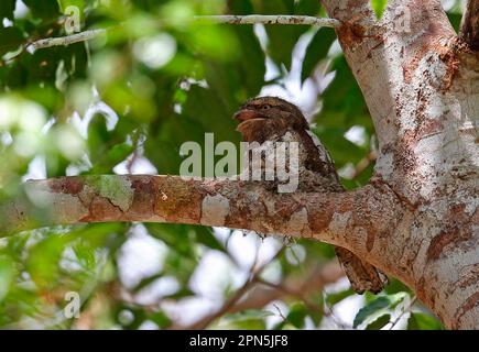 Grenouille de Blyth (Batrachostomus affinis) adulte, en train de paniquer, assis sur une branche du nid, Taman Negara N. P. Titiwangsa Mountains, péninsule de Malay Banque D'Images