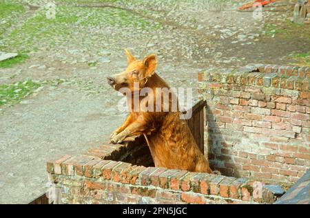 Cochon domestique, cochon Tamworth, debout sur les pattes arrière contre le mur de la grange, en attente de nourriture, Angleterre, Grande-Bretagne Banque D'Images