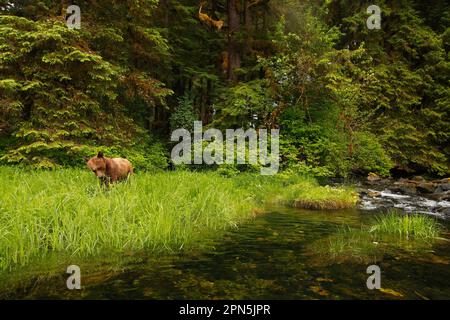 Ours grizzli (Ursus arctos horribilis) adulte, se nourrissant sur des crêtes au bord du ruisseau dans un habitat côtier tempéré de la forêt tropicale, à l'intérieur du passage, sur la côte Banque D'Images