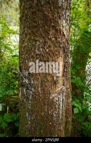 Marques de grattage d'un grizzli (Ursus arctos horribilis) sur le tronc de l'épinette de sitka (Picea sitchensis) avec fil barbelé attaché aux cheveux Banque D'Images