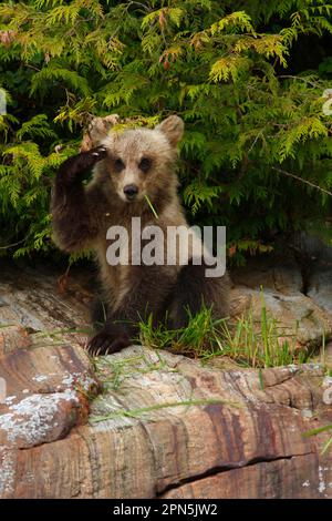 Le grizzli (Ursus arctos horribilis) est jeune, se nourrissant de crêtes, perché sur des rochers dans la forêt tropicale côtière tempérée, le passage intérieur, le littoral Banque D'Images