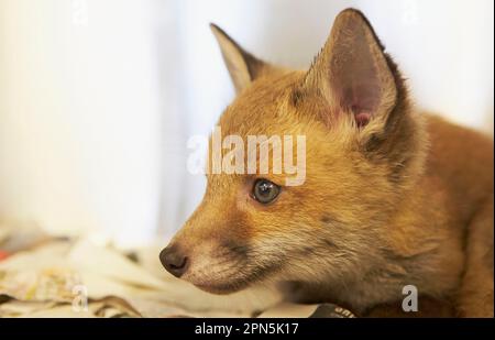 Renard roux, renard roux, renard, renard, canines, Prédateurs, mammifères, animaux, cub européen de renard roux (Vulpes vulpes), gros plan de la tête, au centre de sauvetage précédent Banque D'Images