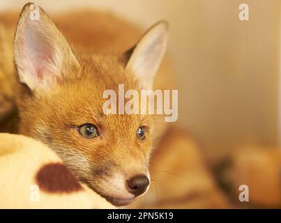 Renard roux, renard roux, renard, renard, canines, Prédateurs, mammifères, animaux, cub européen de renard roux (Vulpes vulpes), gros plan de la tête, au centre de sauvetage précédent Banque D'Images