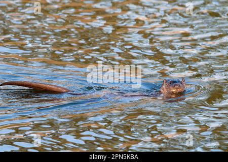 Loutre européen (Lutra lutra), loutre européen, martre, prédateurs, mammifères, Animaux, Otter européen, homme adulte, nageant dans la rivière, avec tête et queue Banque D'Images