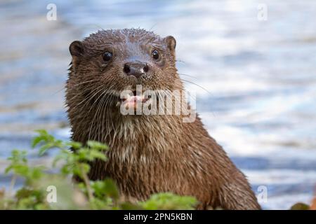 Loutre européenne (Lutra lutra), loutre européenne, martre, prédateurs, mammifères, Animaux, loutre européenne adulte, gros plan de la tête, River Thet, Thetford Banque D'Images