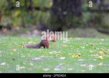Écureuil rouge eurasien adulte (Sciurus vulgaris), secouant l'eau de la fourrure, debout sur la pelouse du jardin pendant les fortes précipitations, Newlands Valley Banque D'Images