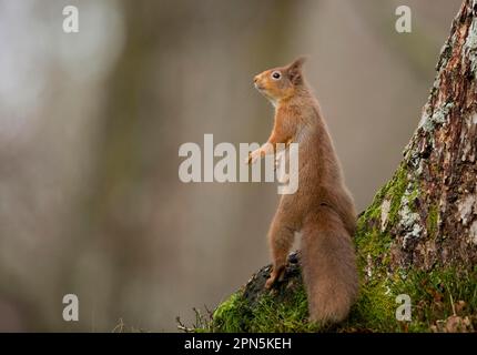 Écureuil roux eurasien (Sciurus vulgaris), écureuils, rongeurs, mammifères, animaux, Écureuil rouge eurasien adulte, debout sur les jambes à la base de l'arbre Banque D'Images