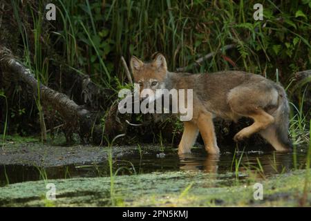 Le loup gris (Canis lupus) se promenant dans les eaux peu profondes sur les marais, la forêt pluviale côtière tempérée, les montagnes côtières, la forêt tropicale de Great Bear Banque D'Images