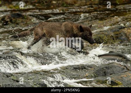 Loup gris (Canis lupus) Morph foncé, adulte, pourchassant le saumon coho (Oncorhynchus kisutch) dans la rivière, dans la forêt pluviale côtière tempérée, Coast Mountains Banque D'Images