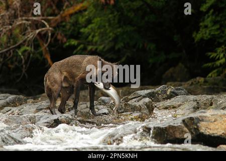 Loup gris (Canis lupus) morphe foncé, adulte, se nourrissant du saumon coho (Oncorhynchus kisutch) dans la rivière, dans la forêt pluviale côtière tempérée, montagnes côtières Banque D'Images