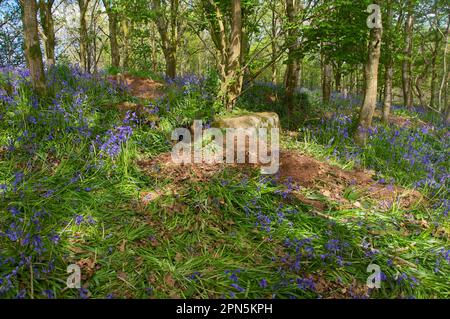 Le blaireau eurasien (Meles meles), parmi les bleus piétinés (Endymion non-scriptus) fleurissant dans les bois, la Nouvelle abbaye, Dumfries et Galloway Banque D'Images