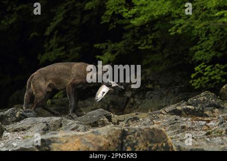 Loup gris (Canis lupus) morphe foncé, adulte, se nourrissant du saumon coho (Oncorhynchus kisutch) dans la rivière, dans la forêt pluviale côtière tempérée, montagnes côtières Banque D'Images