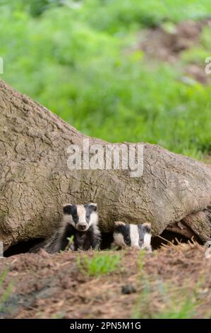 Badger eurasien (Meles meles) deux petits, en regardant de l'entrée de la sette sous chêne, Blithfield, Staffordshire, Angleterre, Royaume-Uni Banque D'Images