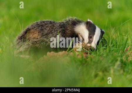 Le cub de Meles meles (le Badger eurasien), creusant pour la nourriture dans la prairie, Jackson's Coppice, Staffordshire, Angleterre, Royaume-Uni Banque D'Images