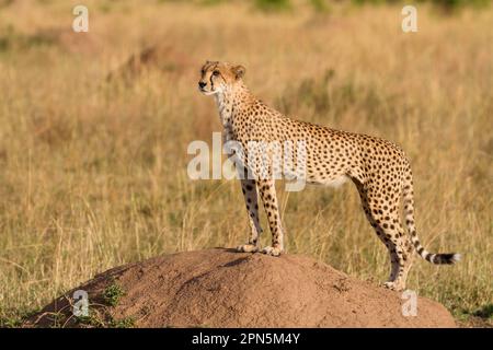 Acinonyx jubatus crawsoni, guépard d'Afrique de l'est, guépard d'Afrique de l'est, prédateurs, mammifères, Animaux, Cheetah (Acinonyx jubatus raineyii) adulte Banque D'Images