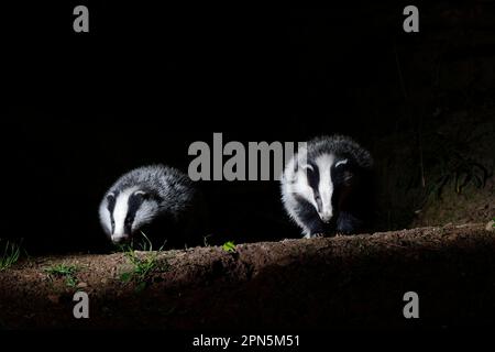 Badger, blaireaux européens (Meles meles), Martens, prédateurs, mammifères, animaux, Badger eurasien deux adultes, debout à l'entrée de la sett dans la forêt à Banque D'Images