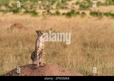 Acinonyx jubatus crawsoni, guépard d'Afrique de l'est, guépard d'Afrique de l'est, prédateurs, mammifères, Animaux, Cheetah (Acinonyx jubatus raineyii) adulte Banque D'Images