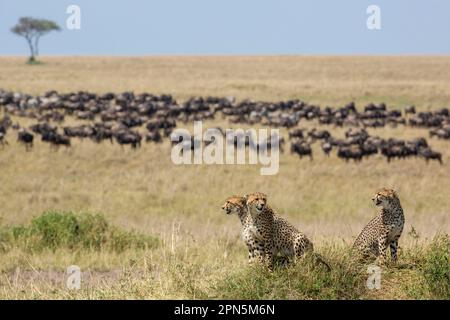 Acinonyx jubatus crawsoni, guépard d'Afrique de l'est, guépard d'Afrique de l'est, prédateurs, mammifères, Animaux, Cheetah (Acinonyx jubatus raineyii) trois adultes Banque D'Images