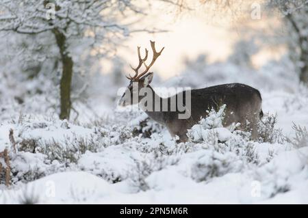 Cerf de Virginie (Dama dama) de forme foncée, buck mature, debout au milieu de la végétation enneigée, Cannock Chase, Staffordshire, Angleterre, Royaume-Uni Banque D'Images