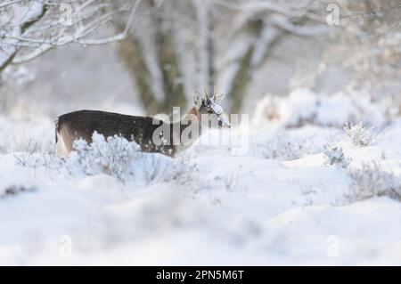 Fallow Deer (Dama dama) forme foncée, inmûre de buck, debout sur la lande enneigée, Cannock Chase, Staffordshire, Angleterre, Royaume-Uni Banque D'Images