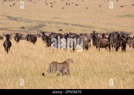 Acinonyx jubatus crawsoni, Cheetah d'Afrique de l'est, Cheetahs d'Afrique de l'est, prédateurs, mammifères, Animaux, Cheetah (Acinonyx jubatus raineyii) adulte Banque D'Images