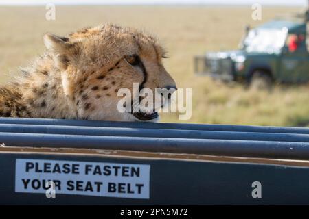 Acinonyx jubatus crawsoni, guépard d'Afrique de l'est, guépard d'Afrique de l'est, prédateurs, mammifères, Animaux, Cheetah (Acinonyx jubatus raineyii) adulte Banque D'Images