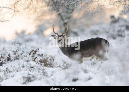 Fallow Deer (Dama dama) forme foncée, buck mature, debout sur la lande enneigée, Cannock Chase, Staffordshire, Angleterre, Royaume-Uni Banque D'Images