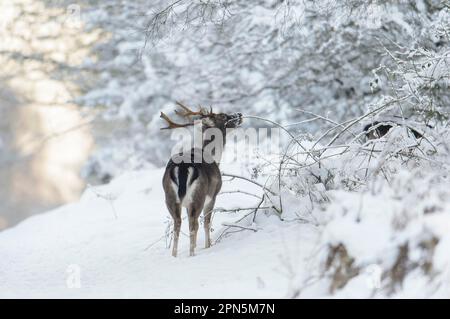 Cerf de Virginie (Dama dama) de forme foncée, buck mature, se nourrissant sur la ruée, debout sur la lande enneigée, Cannock Chase, Staffordshire, Angleterre, United Banque D'Images