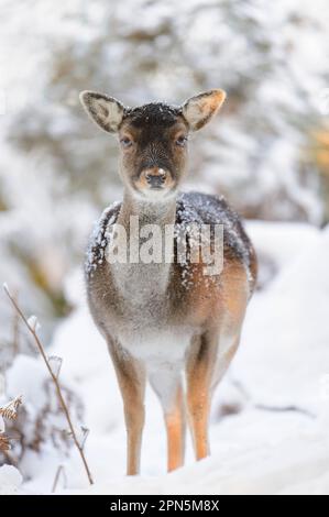 Fallow Deer (Dama dama) forme foncée, doe mature, debout sur la lande enneigée, Cannock Chase, Staffordshire, Angleterre, Royaume-Uni Banque D'Images