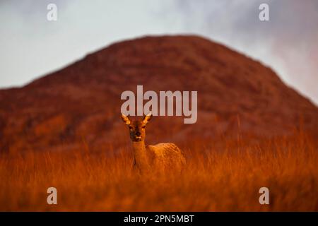 Le cerf rouge (Cervus elaphus) se tient debout sur les landes à la lumière du matin avec Beinn Shiantaidh, Paps du Jura en arrière-plan, l'île du Jura, les Hébrides intérieures Banque D'Images