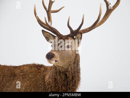 Cerf rouge (Cervus elaphus), gros plan de la tête, dans la neige, Richmond Park, Surrey, Angleterre, Royaume-Uni Banque D'Images