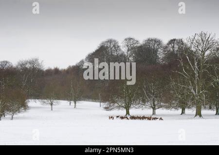 Troupeau de cerfs rouges (Cervus elaphus), debout dans un parc boisé enneigé, Wollaton Hall, parc Wollaton, Nottingham, Notinghamshire, Angleterre, Royaume-Uni Banque D'Images