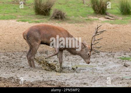 Cerf rouge (Cervus elaphus) cerf mature, boue de coups de pied dans la wallow, pendant la saison de rutèse, réserve de Minsmere RSPB, Suffolk, Angleterre, Royaume-Uni Banque D'Images