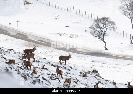 Cerf rouge (Cervus elaphus) cerf, troupeau sur une colline enneigée, au-dessus du A93 Old Military Road, Glen Clunie, Cairngorms N. P. Aberdeenshire Banque D'Images